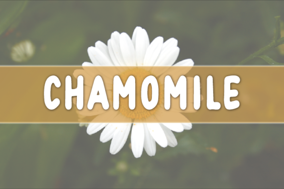 Chamomile: A Natural Display Font for Crafters and Creators